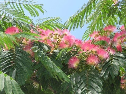 Slaapboom